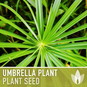 Umbrella Plant Seeds – Cyperus Alternifolius, Ornamental Grass, Non-GMO image 6