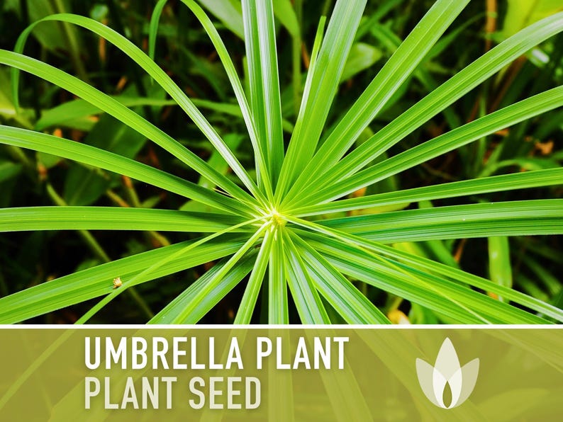Umbrella Plant Seeds – Cyperus Alternifolius, Ornamental Grass, Non-GMO image 6