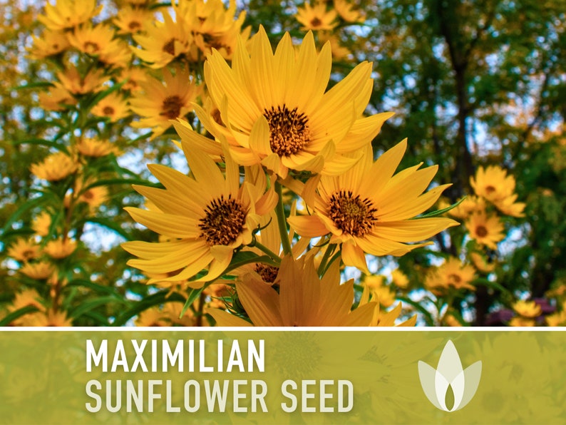Maximilian Perennial Sunflower Heirloom Seeds Native, Non-GMO, Open Pollinated, Untreated, Flower Seeds, Perennial, Native, Wildflower image 2