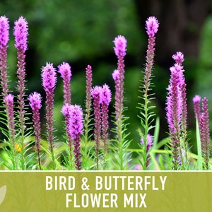 Bird & Butterfly Wildflower Seed Mix Seed Packets, Heirloom Seeds ...