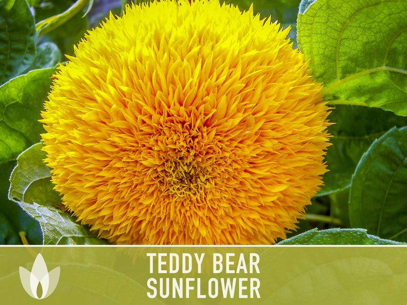 Teddy Bear Sunflower Seeds Heirloom Seeds, Seed Packets, Flower Seeds, Dwarf Sunflower, Non GMO, Open Pollinated image 9