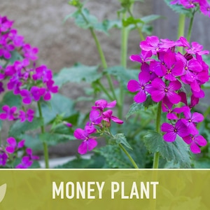 Money Plant Seeds – Heirloom Lunaria, Cut Flowers, Pollinator Garden zdjęcie 11
