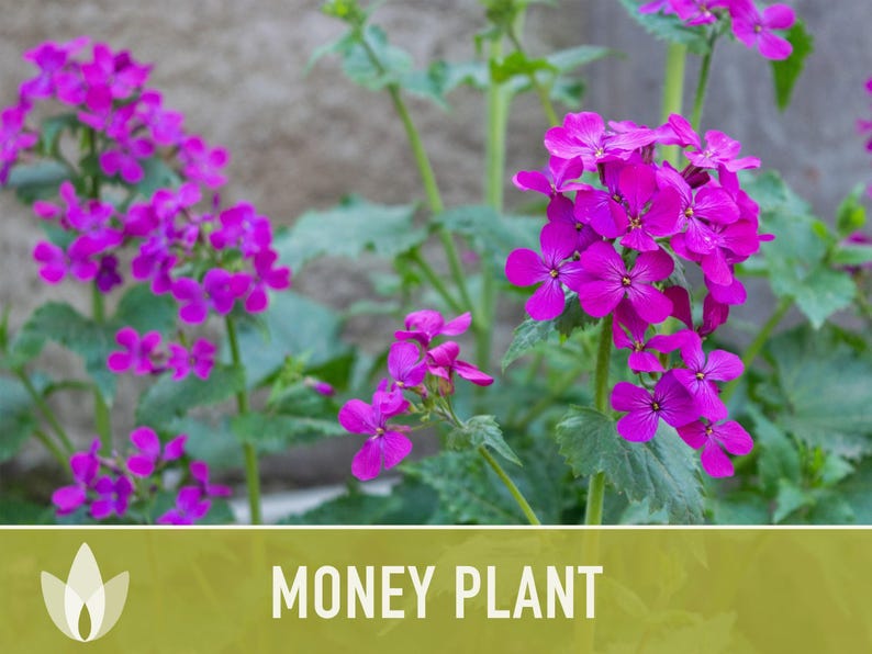 Money Plant Seeds – Heirloom Lunaria, Cut Flowers, Pollinator Garden zdjęcie 11