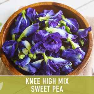 Sweet Pea Seeds, Knee High Flower Mix, Lathyrus Odoratus image 6