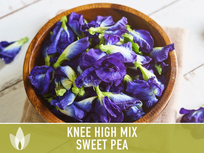 Sweet Pea Seeds, Knee High Flower Mix, Lathyrus Odoratus image 6