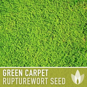 Rupturewort Green Carpet Seeds Heirloom Seeds, Alternative Lawn, Ground Cover, Evergreen, Dense Green Carpet, Open Pollinated, Non-GMO image 5