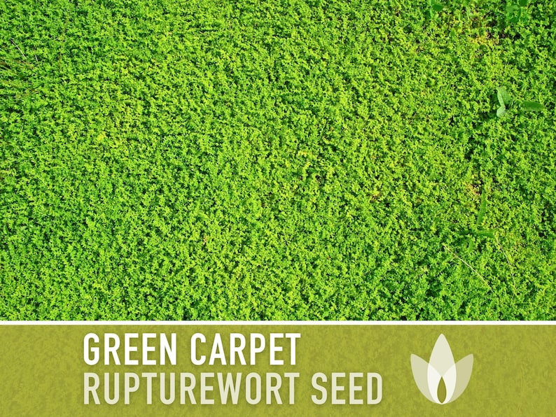 Rupturewort Green Carpet Seeds Heirloom Seeds, Alternative Lawn, Ground Cover, Evergreen, Dense Green Carpet, Open Pollinated, Non-GMO image 5