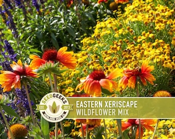 Eastern US Wildflower Seed Mix - Drought-Tolerant Xeriscape Garden
