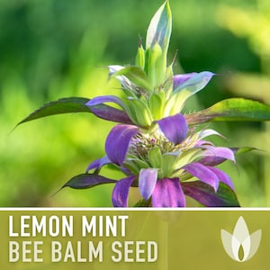 Lemon Mint Bee Balm, Bergamot Herb Heirloom Seeds