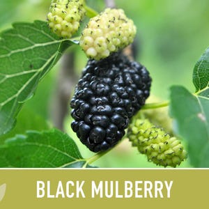 Black Mulberry Tree Seeds – Heirloom, Sweet Fruit (50 Seeds) zdjęcie 9