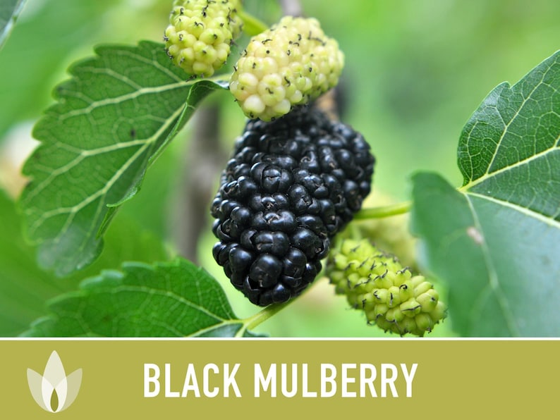 Black Mulberry Tree Seeds – Heirloom, Sweet Fruit (50 Seeds) zdjęcie 9