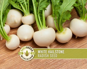 White Hailstone Radish Seeds – Heirloom, Non-GMO, Fall Garden