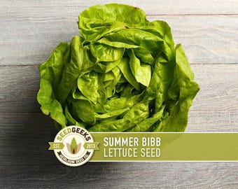 May include: A head of fresh, green Summer Bibb lettuce. The image features a close-up of the lettuce on a light wooden surface. A logo for Seed Geeks is in the lower left corner, with the text "Summer Bibb Lettuce Seed".