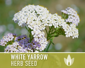 White Yarrow Herb Heirloom Seeds