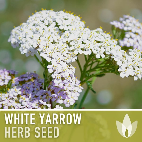 White Yarrow Herb Heirloom Seeds