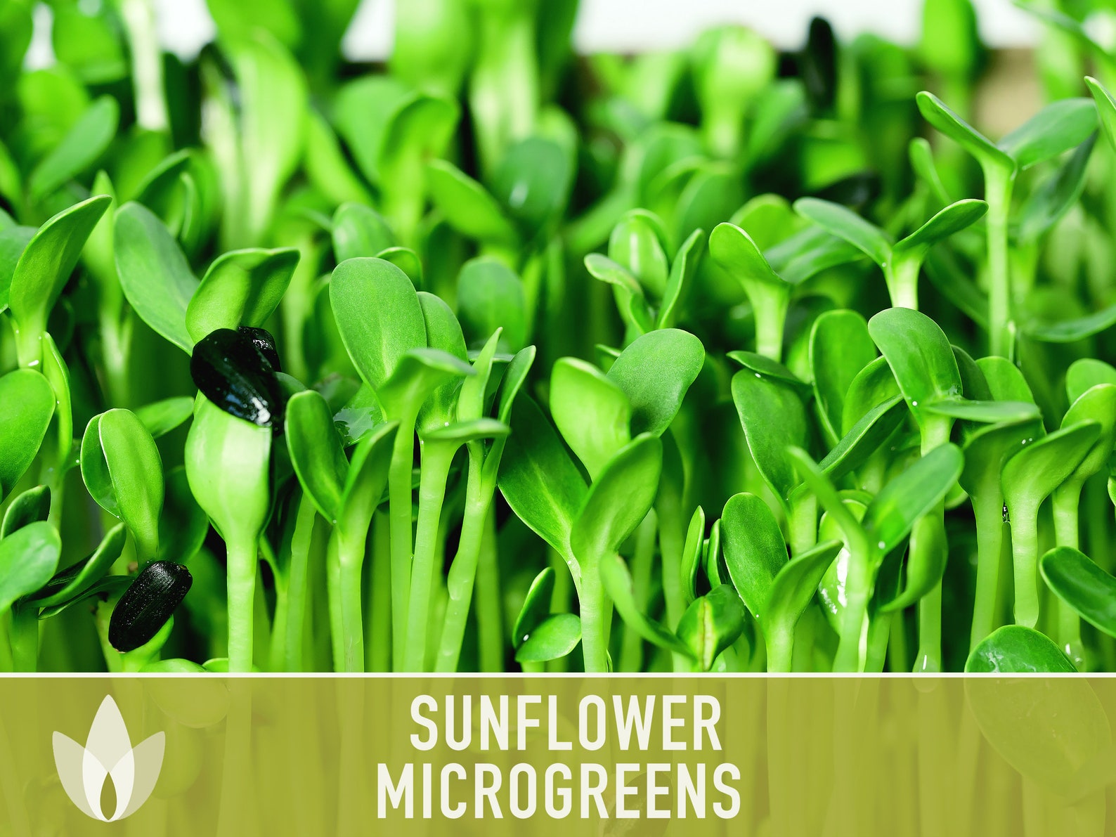 Sunflower Microgreens, Black Oil Sunflower Heirloom Seeds, Flower Seeds