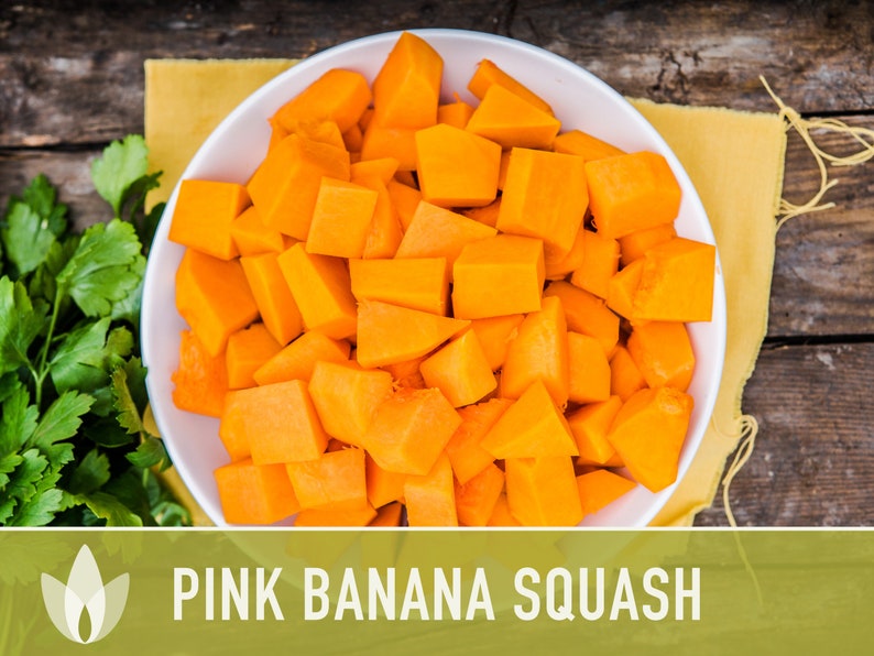 Pink Banana Winter Squash Seeds – Heirloom, Non-gmo - Etsy