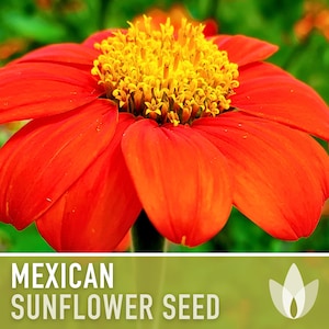 Mexican (Torch) Sunflower Seeds - Heirloom Seeds, Torch Sunflower, AAS Winner, Heat Loving, Drought Tolerant, Pollinator Friendly, Non-GMO