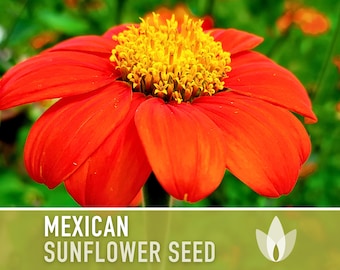 Mexican (Torch) Sunflower Seeds - Heirloom Seeds, Torch Sunflower, AAS Winner, Heat Loving, Drought Tolerant, Pollinator Friendly, Non-GMO