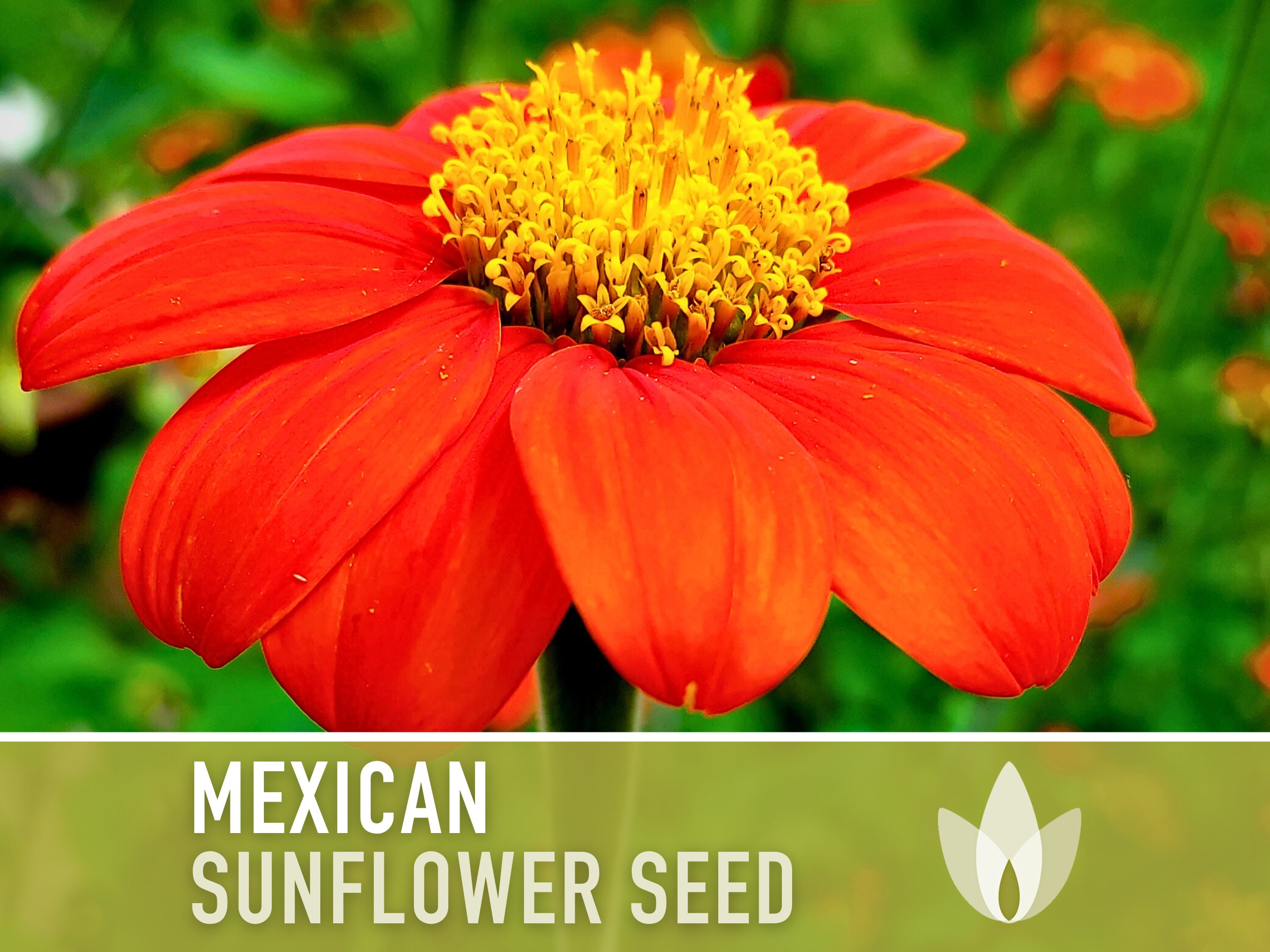 Mexican (Torch) Sunflower Seeds - Heirloom Seeds, Torch Sunflower, AAS Winner, Heat Loving, Drought Tolerant, Pollinator Friendly, Non-GMO