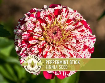 Peppermint Stick Zinnia Flower | 100+ Seeds, Heirloom, Attracts Hummingbirds, Butterflies, Bees, Florists, Zinnia elegans