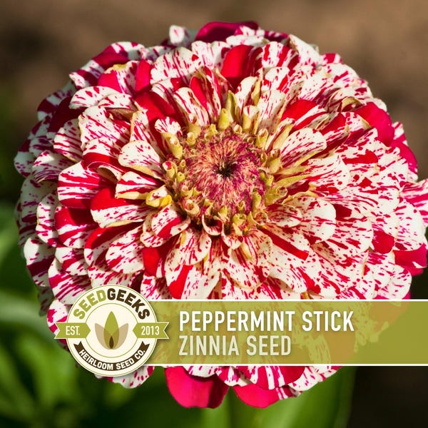 Flor de zinnia 'Palito de Menta' / Más de 100 semillas, variedad tradicional, atrae colibríes, mariposas, abejas, floristas, Zinnia elegans