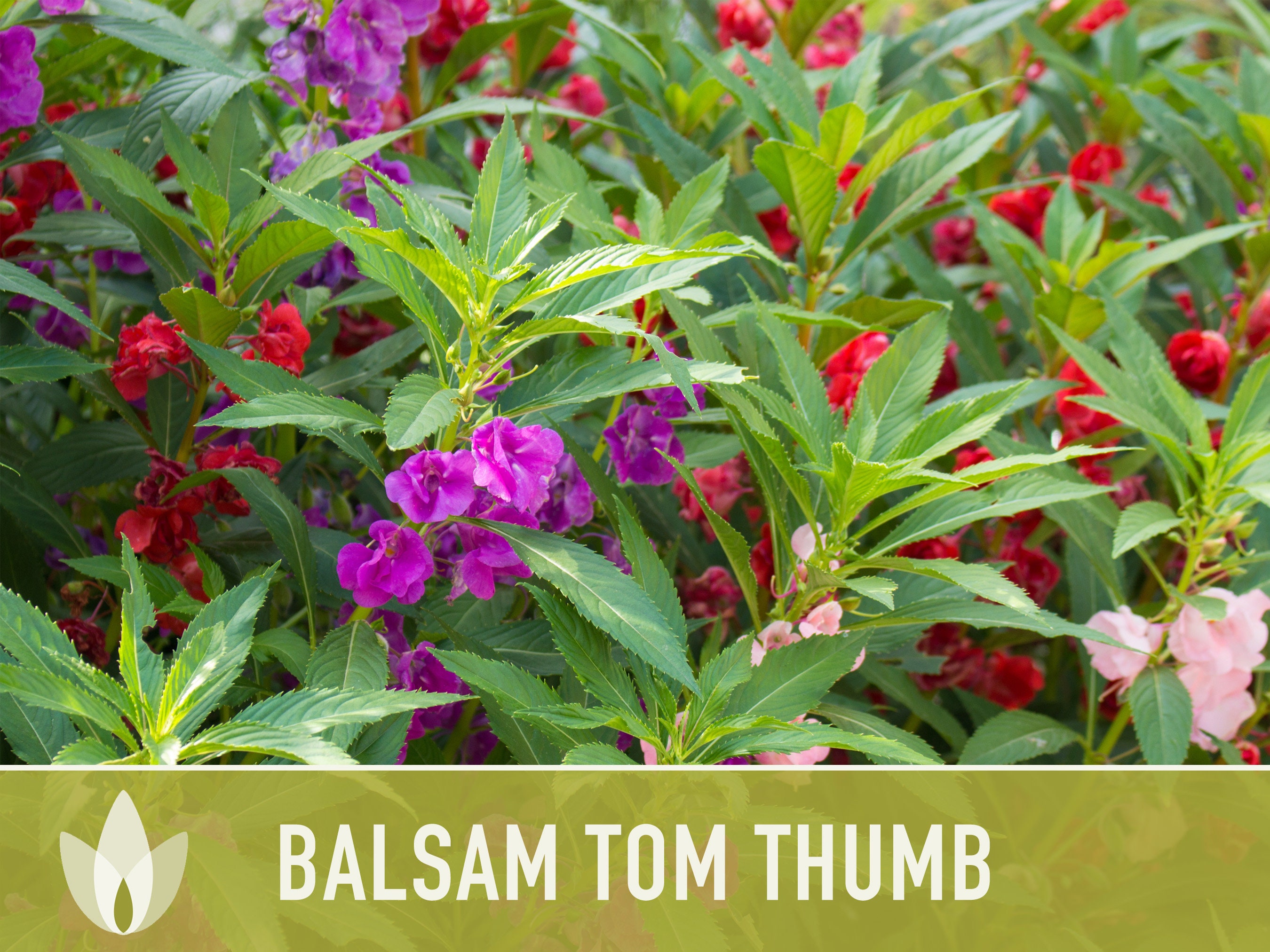 Kraft Seeds Balsam Tom Thumb Mix : .in: Garden & Outdoors