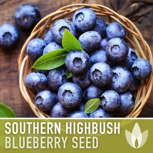 Blueberry, Southern Highbush Seeds - Heirloom Seeds, Bluecrop Blueberry, Duke Blueberry, Medicinal Plant, Open Pollinated, Non-GMO