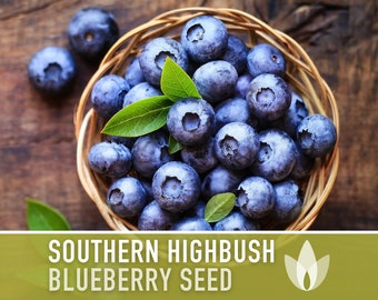 Blueberry, Southern Highbush Seeds - Heirloom Seeds, Bluecrop Blueberry, Duke Blueberry, Medicinal Plant, Open Pollinated, Non-GMO