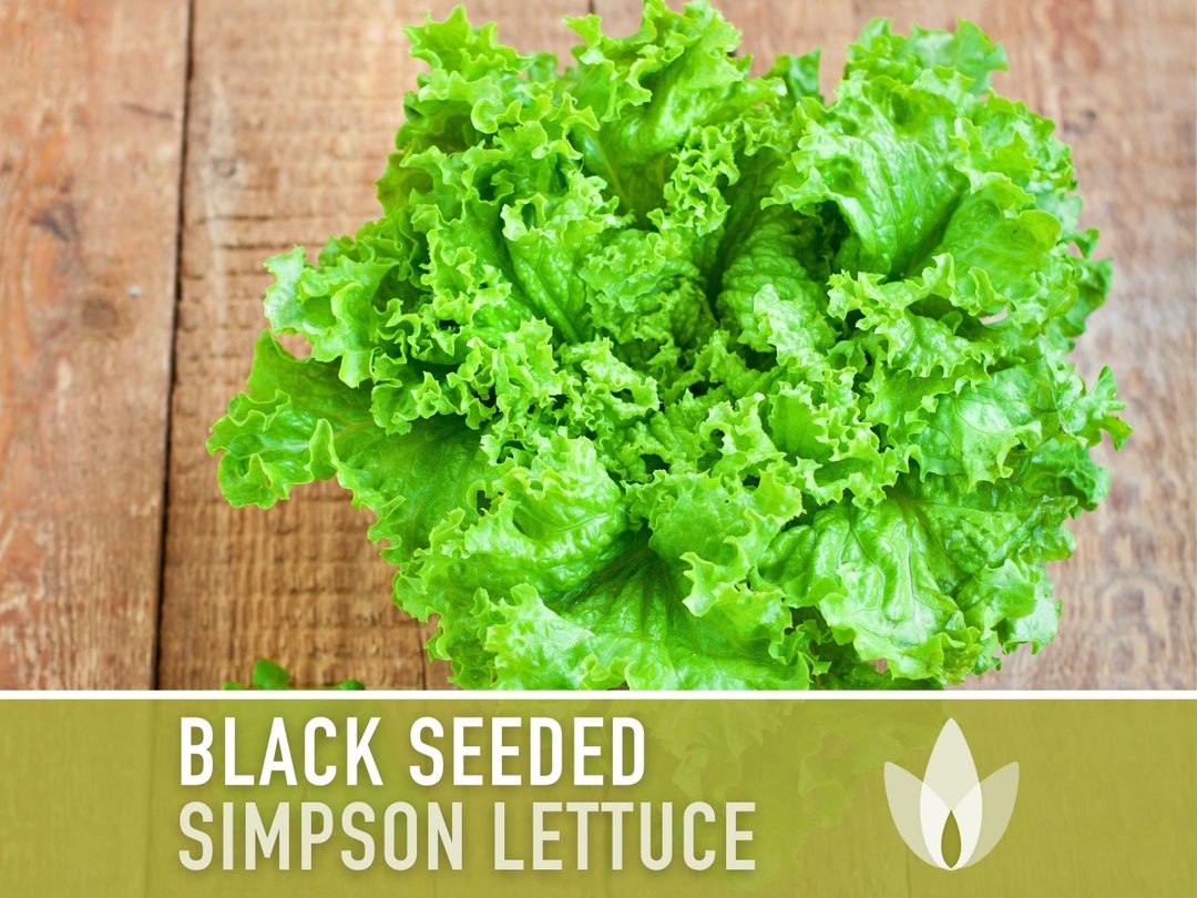 Black Seeded Simpson Heirloom Seeds Slow Bolt, Heat Tolerant, Head