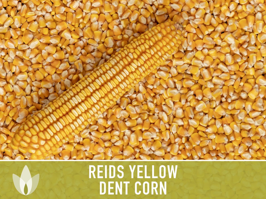 Reid's Yellow Dent Corn Seeds Heirloom Seeds Field Etsy
