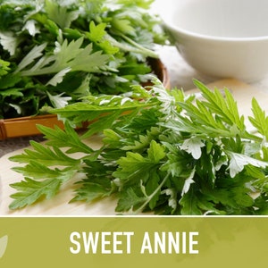 Sweet Annie Herb Seeds Heirloom Seeds, Sweet Wormwood, Chinese Wormwood, Sagewort, Asian Seeds, Artemisia Annua, Open Pollinated, Non-GMO image 2