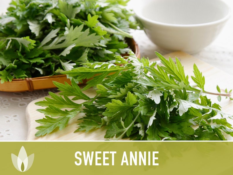 Sweet Annie Herb Seeds Heirloom Seeds, Sweet Wormwood, Chinese Wormwood, Sagewort, Asian Seeds, Artemisia Annua, Open Pollinated, Non-GMO image 2