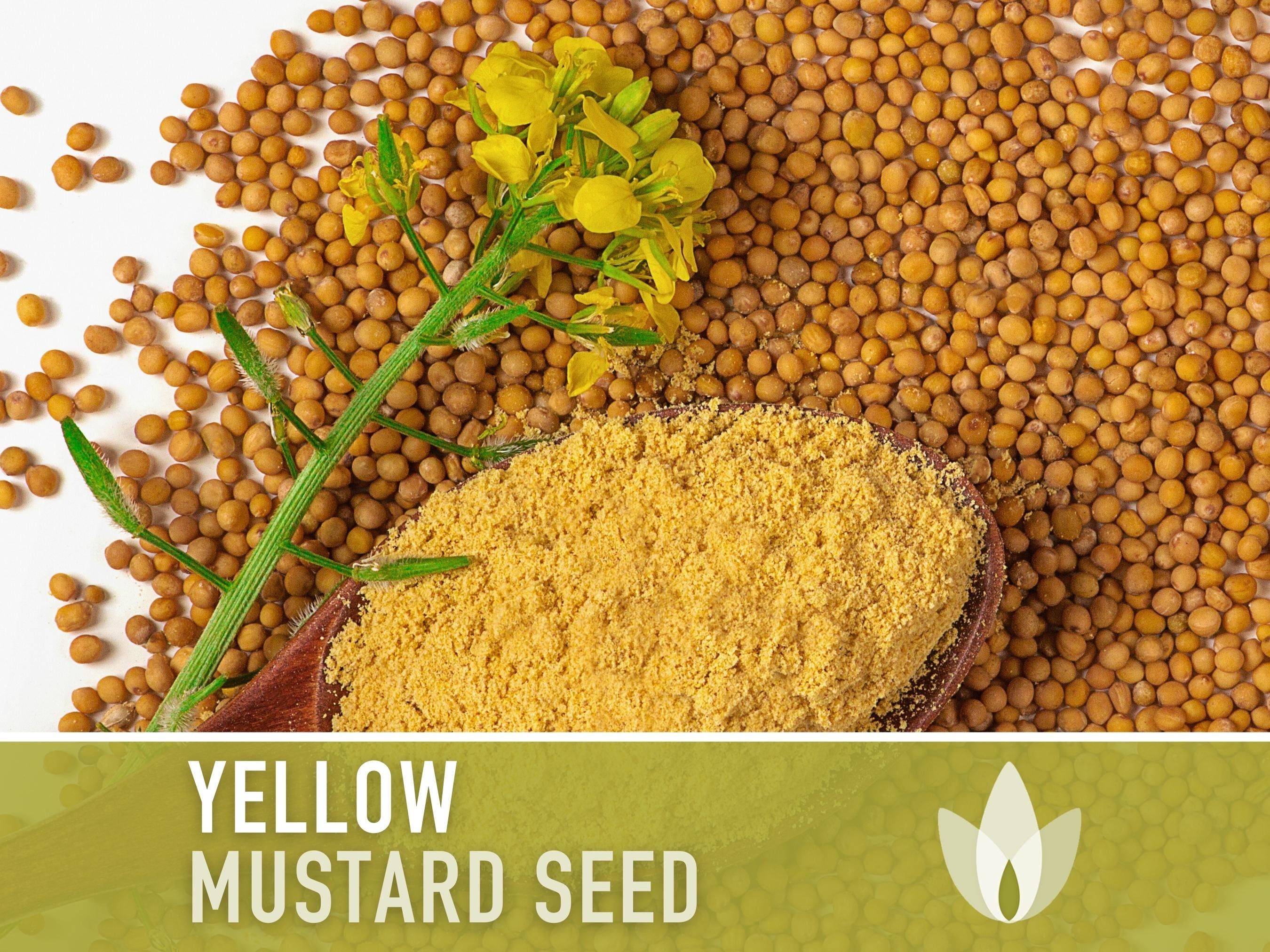 The Mustard Seeds☆Mustard Seeds Amazon.com : HANDPICK Yellow Mustard Seed (397g/14oz) Non
