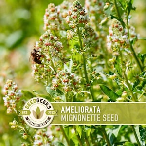Ameliorata Mignonette Seeds | 50+ Seeds, Fragrant, Heirloom, Wildflower | Reseda Odorata