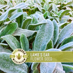 Lamb's Ear Flower Seeds – Heirloom Stachys Byzantina, Pollinator Friendly afbeelding 1