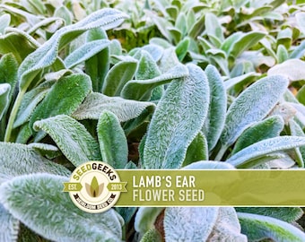 Lamb's Ear Flower Seeds  Heirloom Stachys Byzantina, Pollinator Friendly -  Etsy