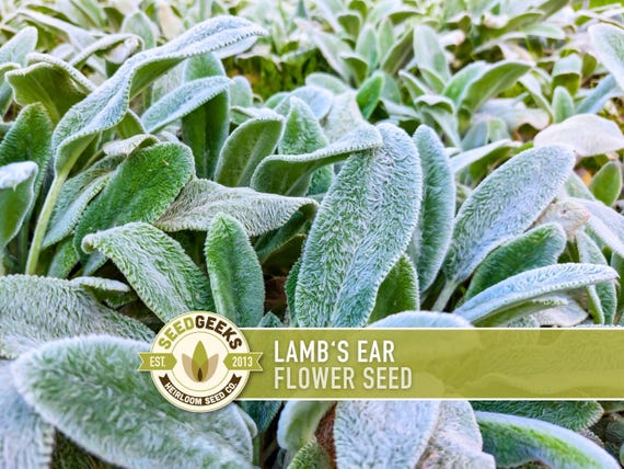 Lamb's Ear Flower Seeds – Heirloom Stachys Byzantina, Pollinator Friendly