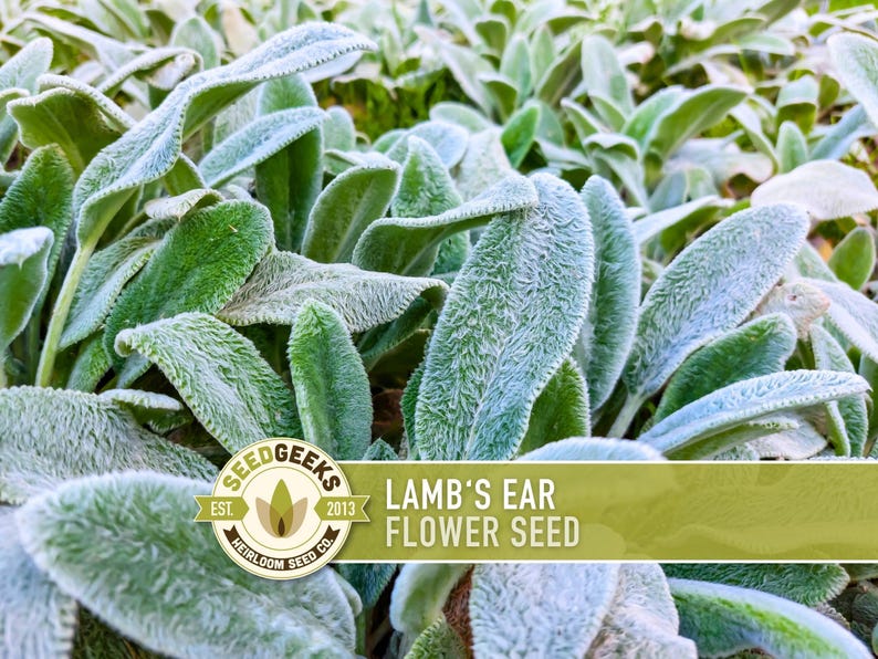 Lamb's Ear Flower Seeds – Heirloom Stachys Byzantina, Pollinator Friendly afbeelding 1
