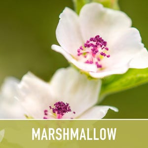 Marshmallow Herb Seeds | 50+ Seeds, Organic, Medicinal, Culinary, Heirloom Flower, Althaea Officinalis image 7