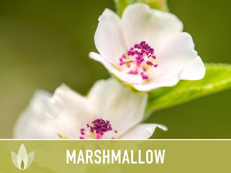 Marshmallow Herb Seeds | 50+ Seeds, Organic, Medicinal, Culinary, Heirloom Flower, Althaea Officinalis image 7