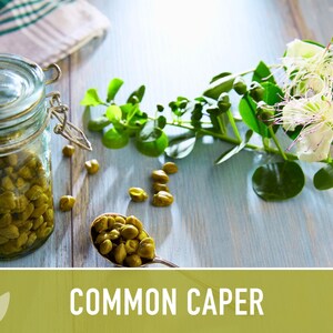 Caper Seeds Heirloom Seeds, Caper Bush Seeds, Medicinal & Culinary Herb