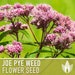 see more listings in the Flower Seeds section