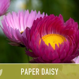 Paper Daisy Flower Seeds - Heirloom Everlasting Flowers for Bouquets image 6