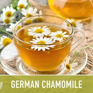 German Chamomile Seeds | 200+ Seeds, Heirloom, Medicinal, Organic | Matricaria chamomilla zdjęcie 8