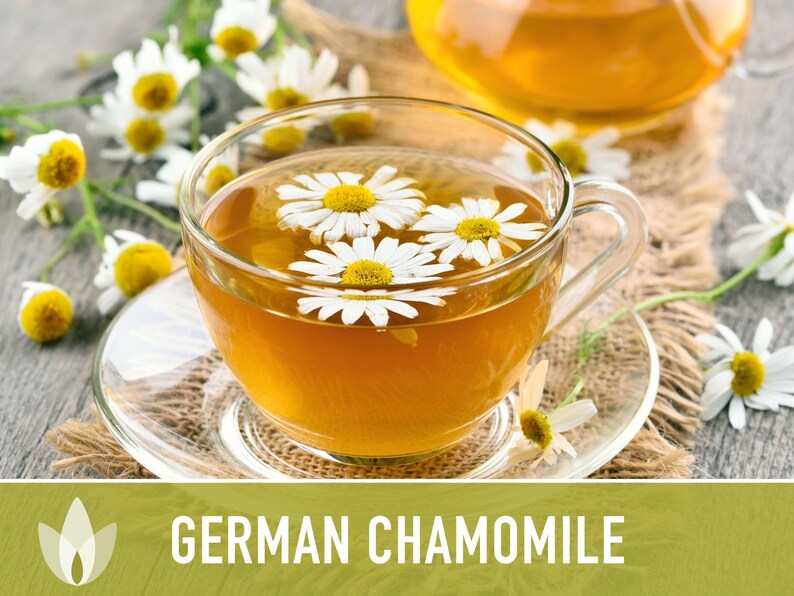 German Chamomile Seeds | 200+ Seeds, Heirloom, Medicinal, Organic | Matricaria chamomilla zdjęcie 8