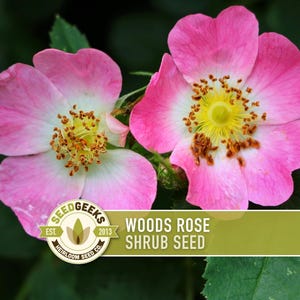 May include: Close-up of two pink Woods Rose flowers with yellow centers and a Seed Geeks logo. The flowers have white and pink petals and are set against a dark green background. The text "Woods Rose Shrub Seed" is also visible.