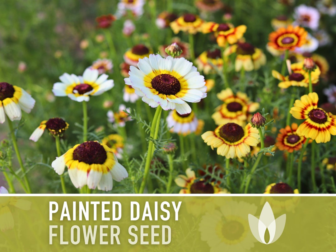Painted Daisy Flower Seeds - Heirloom Tricolor Ringed Flowers - Etsy
