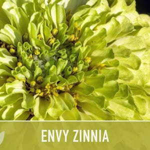 Envy Lime Green Zinnia Seed | 100+ Seeds, Heirloom Annual Flower, Butterfly Gardens, Cut Flowers, Zinnia elegans zdjęcie 10