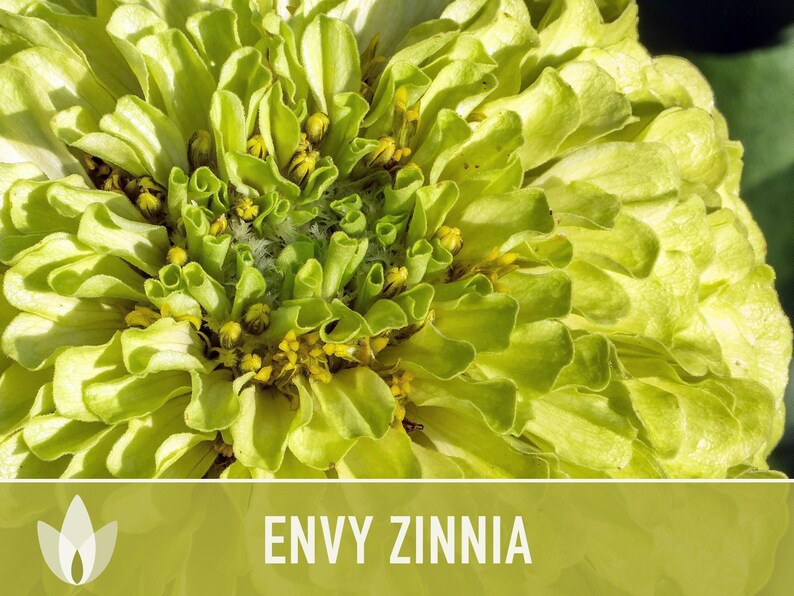 Envy Lime Green Zinnia Seed | 100+ Seeds, Heirloom Annual Flower, Butterfly Gardens, Cut Flowers, Zinnia elegans zdjęcie 10